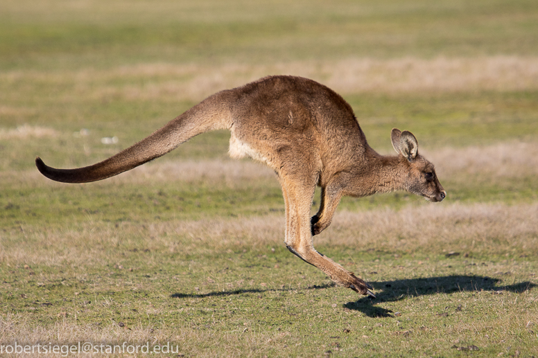 kangaroo leaping